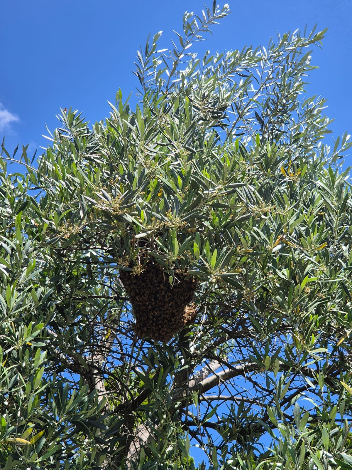 Swarm photo